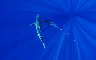 Sharks swimming in clear blue waters during O'ahu Shark Dive Tour.