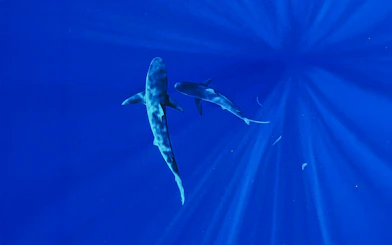 Sharks swimming in clear blue waters during O'ahu Shark Dive Tour.