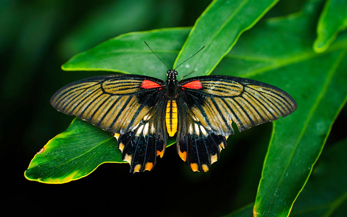 Butterfly on leaf at Niagara Falls Butterfly Conservatory, Canada.