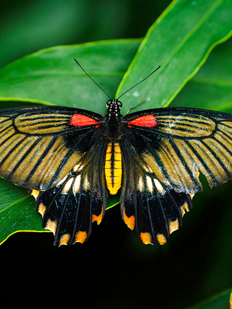 Butterfly on leaf at Niagara Falls Butterfly Conservatory, Canada.