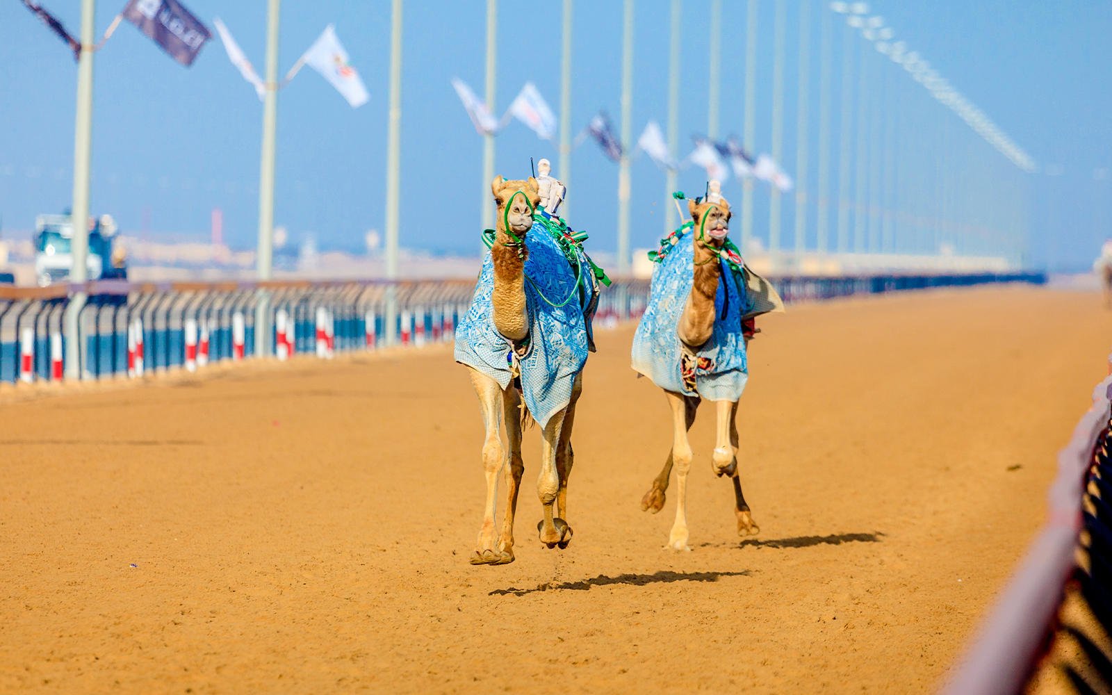Camels racing on a sandy track at the Camel Race Festival in Dubai.