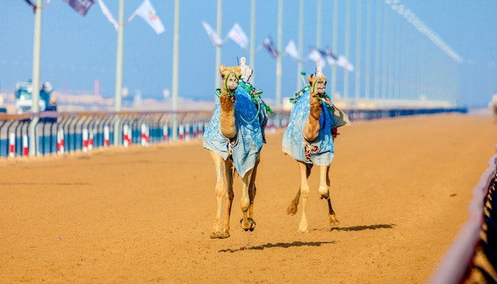 Camels racing on a sandy track at the Camel Race Festival in Dubai.