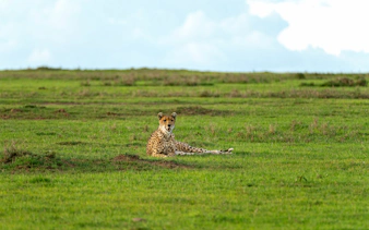 Cheetah resting in a green field under a cloudy sky at Ol Pejeta Conservancy, Kenya.