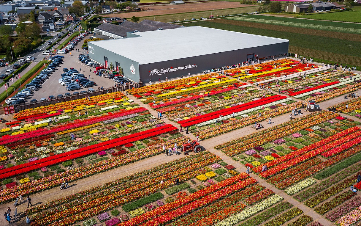 Keukenhof Tulip Experience Amsterdam with colorful tulip fields and visitors exploring.