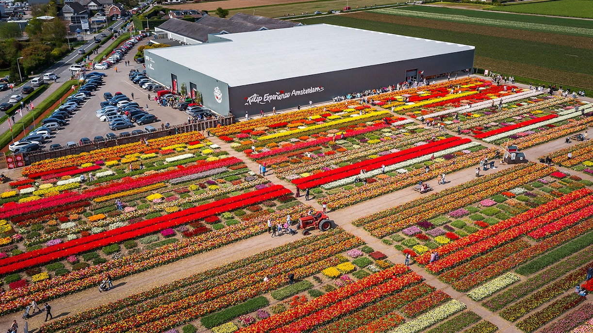 Keukenhof Tulip Experience Amsterdam with colorful tulip fields and visitors exploring.