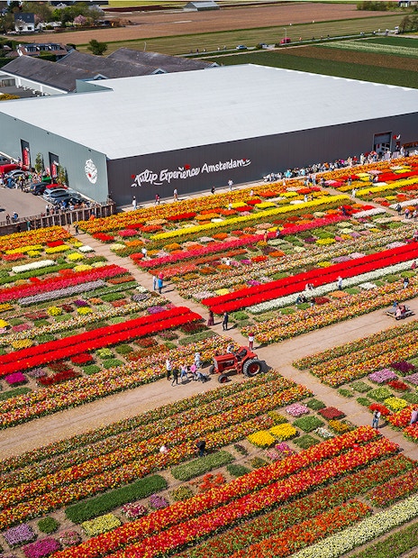 Keukenhof Tulip Experience Amsterdam with colorful tulip fields and visitors exploring.