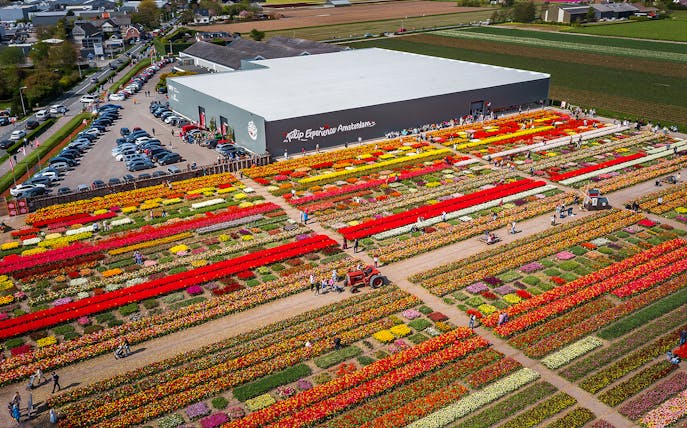 Keukenhof Tulip Experience Amsterdam with colorful tulip fields and visitors exploring.