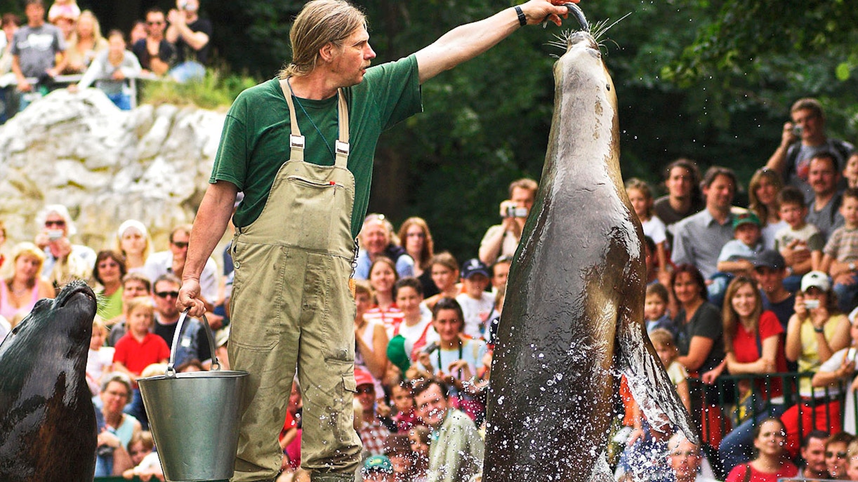 sea lion feeding