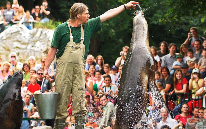 Seal feeding show at Schönbrunn Zoo, Vienna, with a trainer feeding a seal in front of an audience.