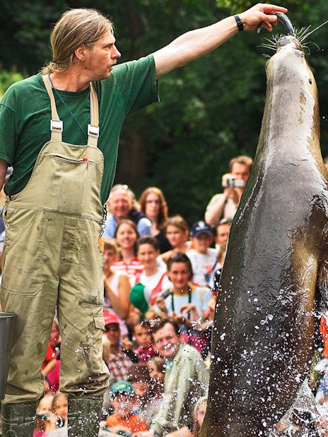 Seal feeding show at Schönbrunn Zoo, Vienna, with a trainer feeding a seal in front of an audience.