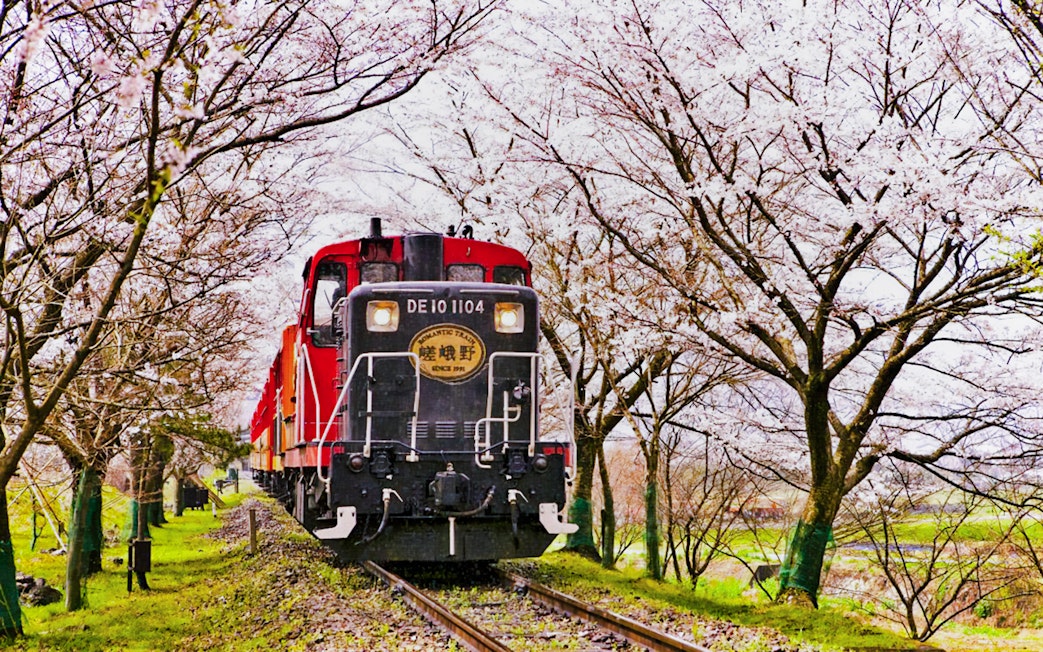 Train at Torokko Arashiyama Station surrounded by cherry blossoms in Kyoto, Japan.