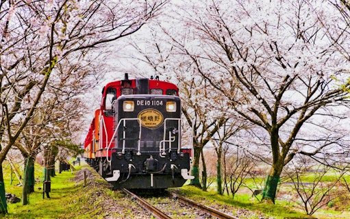 Train at Torokko Arashiyama Station surrounded by cherry blossoms in Kyoto, Japan.