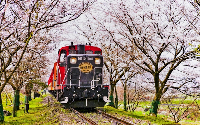 Train at Torokko Arashiyama Station surrounded by cherry blossoms in Kyoto, Japan.