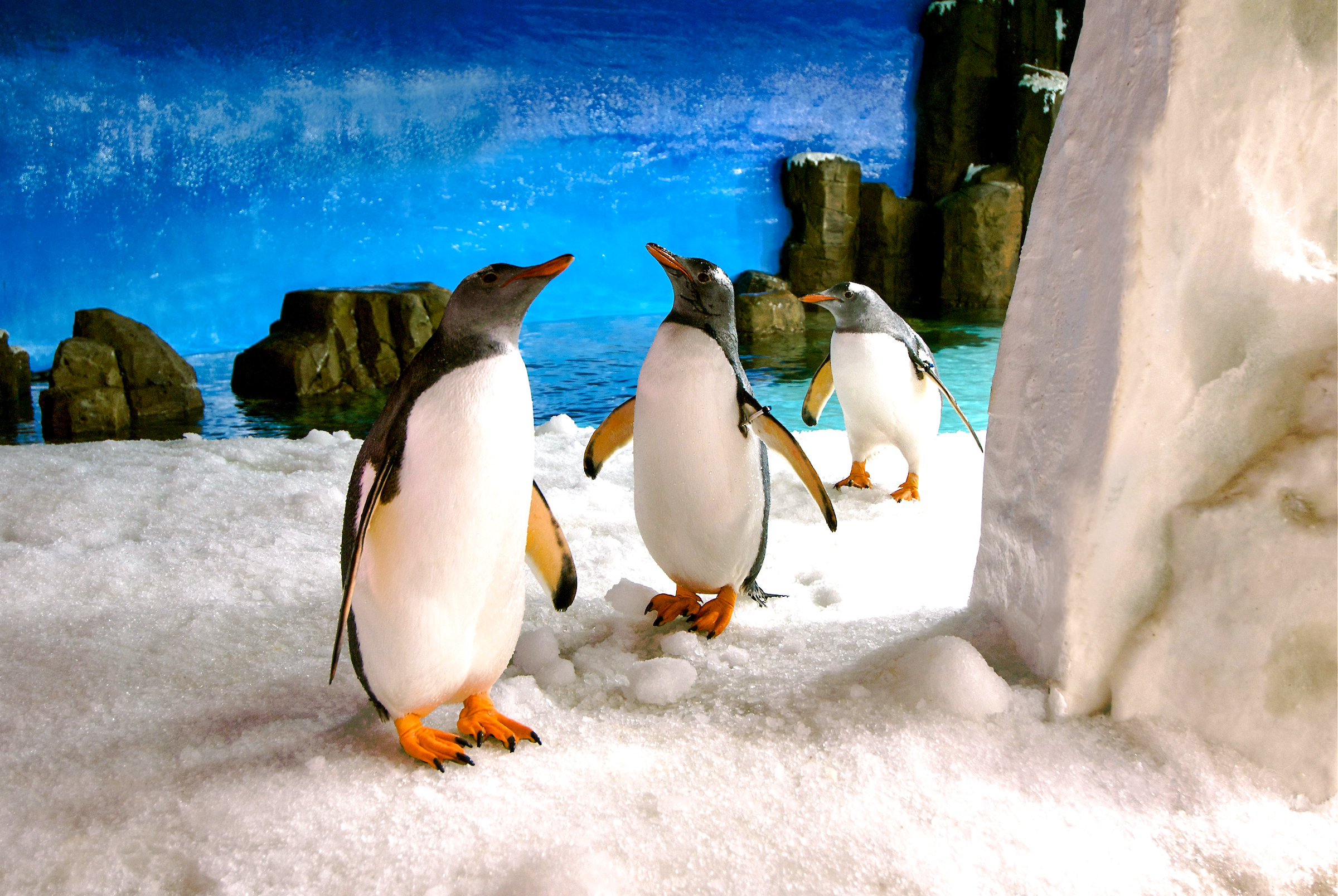 Gentoo penguins on snow at SEA LIFE Melbourne.