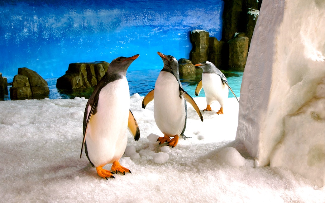 Gentoo penguins on snow at SEA LIFE Melbourne.