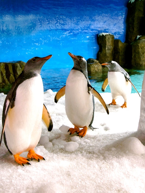 Gentoo penguins on snow at SEA LIFE Melbourne.