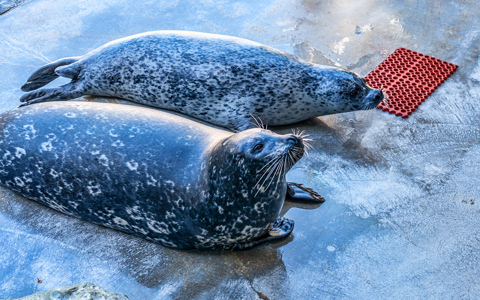 CosmoCaixa barcelona tickets