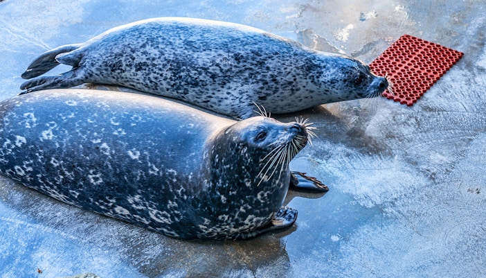 CosmoCaixa barcelona tickets