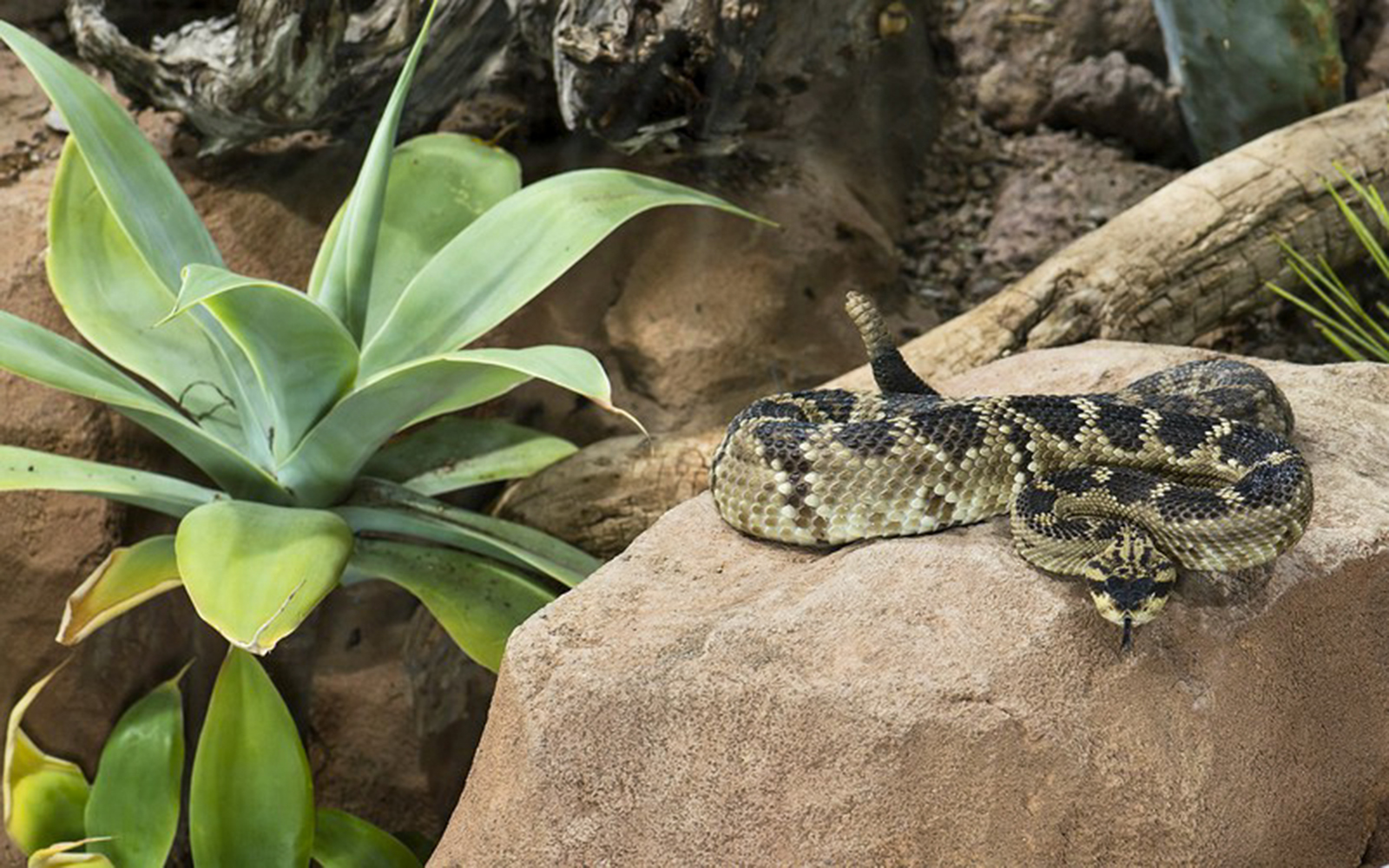 Rattlesnake resting on a rock at Desert House, Schönbrunn Zoo.