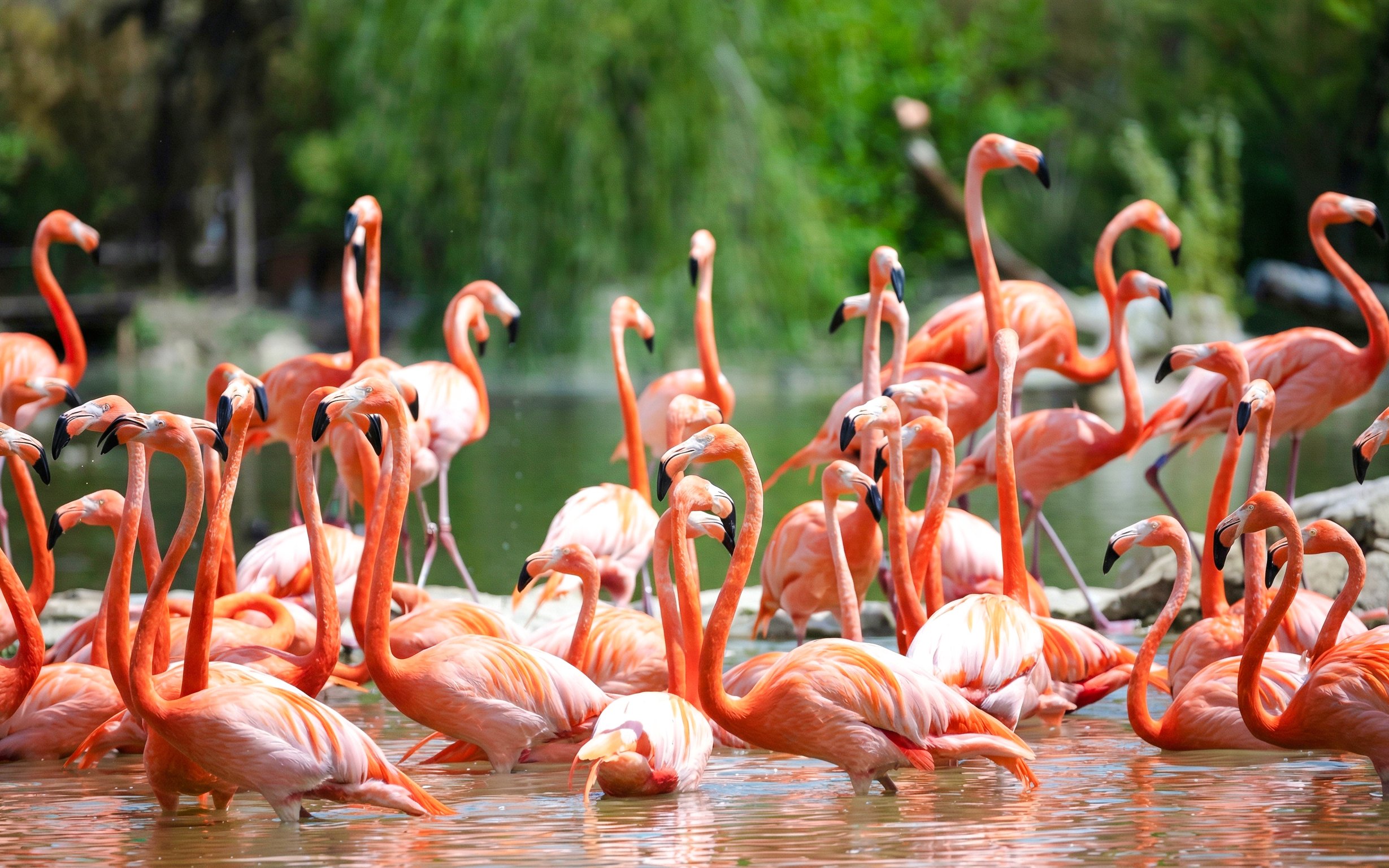 Flamingos wading in water at Zooparc de Beauval, Loire Valley, France.