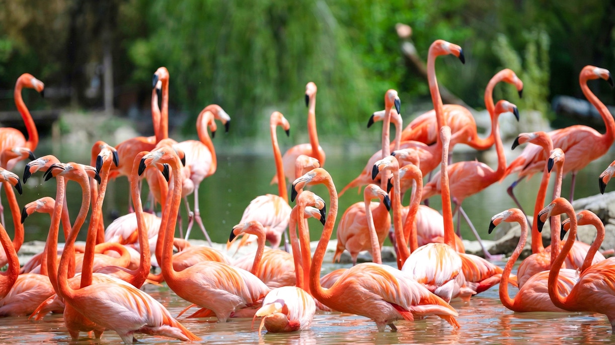 Flamingos wading in water at Zooparc de Beauval, Loire Valley, France.