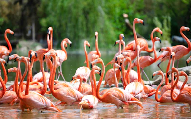 Flamingos wading in water at Zooparc de Beauval, Loire Valley, France.