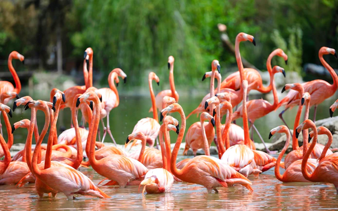 Flamingos wading in water at Zooparc de Beauval, Loire Valley, France.