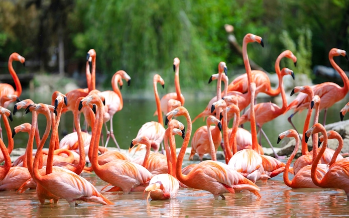 Flamingos wading in water at Zooparc de Beauval, Loire Valley, France.