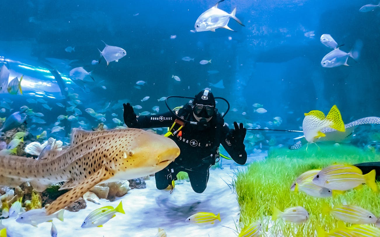 Scuba diver with sharks and fish at National Aquarium Abu Dhabi.