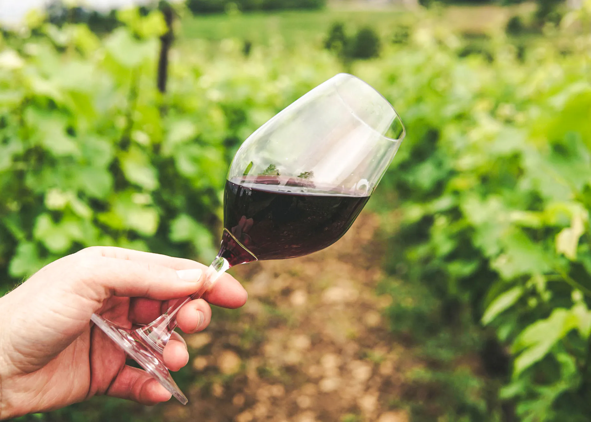 Hand holding a glass of red wine in a vineyard, Rio de Janeiro.