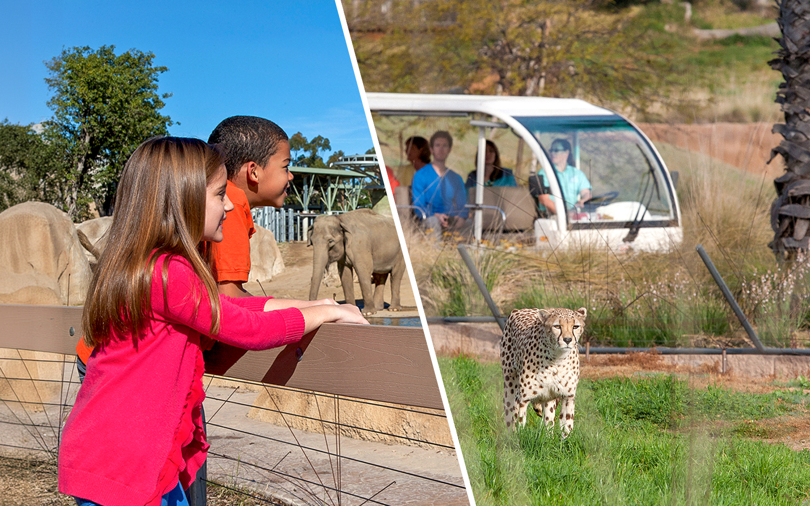 Combo (Save 5%): San Diego Zoo + San Diego Zoo Safari Park Tickets