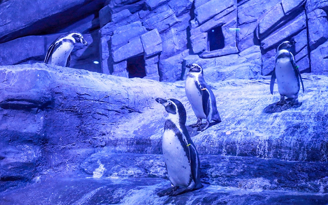 Penguins on rocky terrain at Aquaria Phuket exhibit.