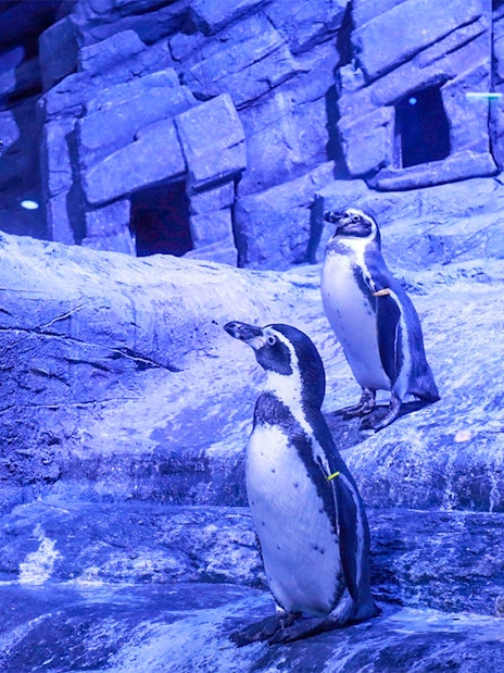 Penguins on rocky terrain at Aquaria Phuket exhibit.
