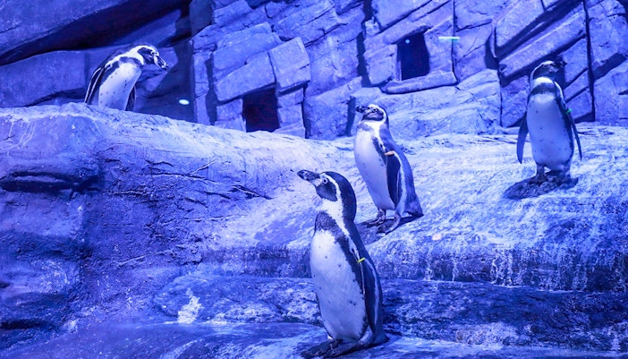 Penguins at Aquaria Phuket