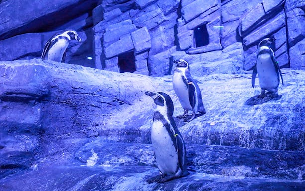 Penguins on rocky terrain at Aquaria Phuket exhibit.