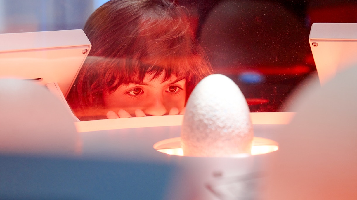 children observing dinosaur egg