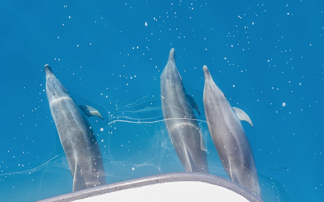 Dolphins swimming alongside a boat on a K'gari (Fraser Island) tour.