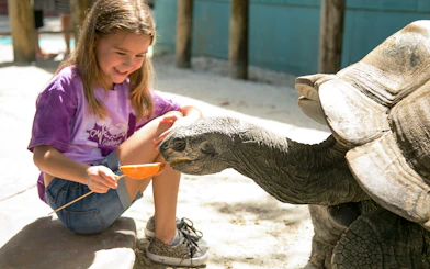 Girl feeding a tortoise at Gatorland, Orlando.