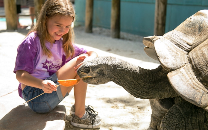 Girl feeding a tortoise at Gatorland, Orlando.