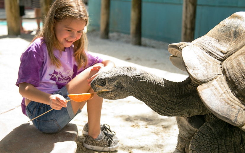 Girl feeding a tortoise at Gatorland, Orlando.
