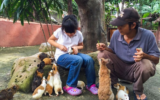 Child feeding guinea pigs at KL Tower Mini Zoo.