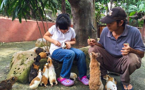 Child feeding guinea pigs at KL Tower Mini Zoo.