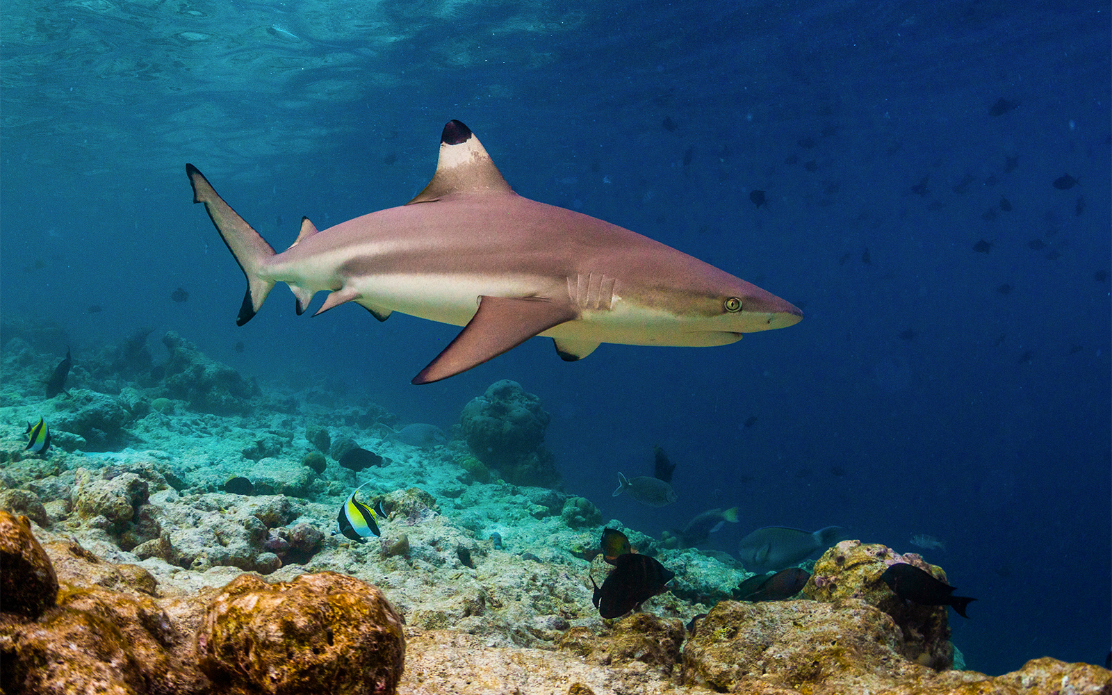 Shark Walk Blacktip Reef Sharks at SEA LIFE Bangkok