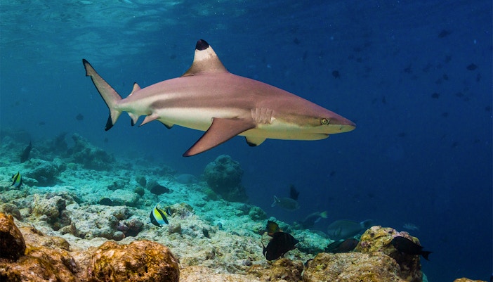 Shark Walk Blacktip Reef Sharks at SEA LIFE Bangkok
