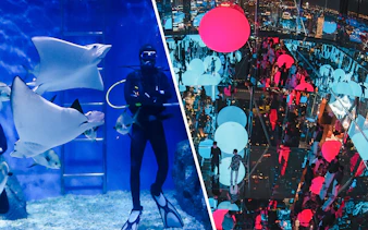 Divers with stingrays in aquarium tank.
