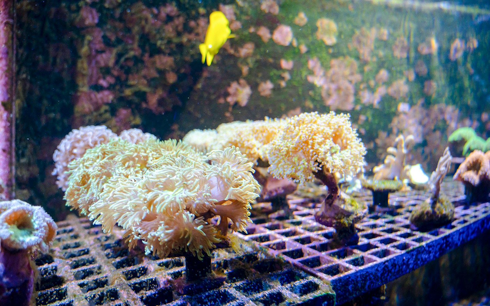 Coral nursery display at Nausicaá Aquarium with various coral species.