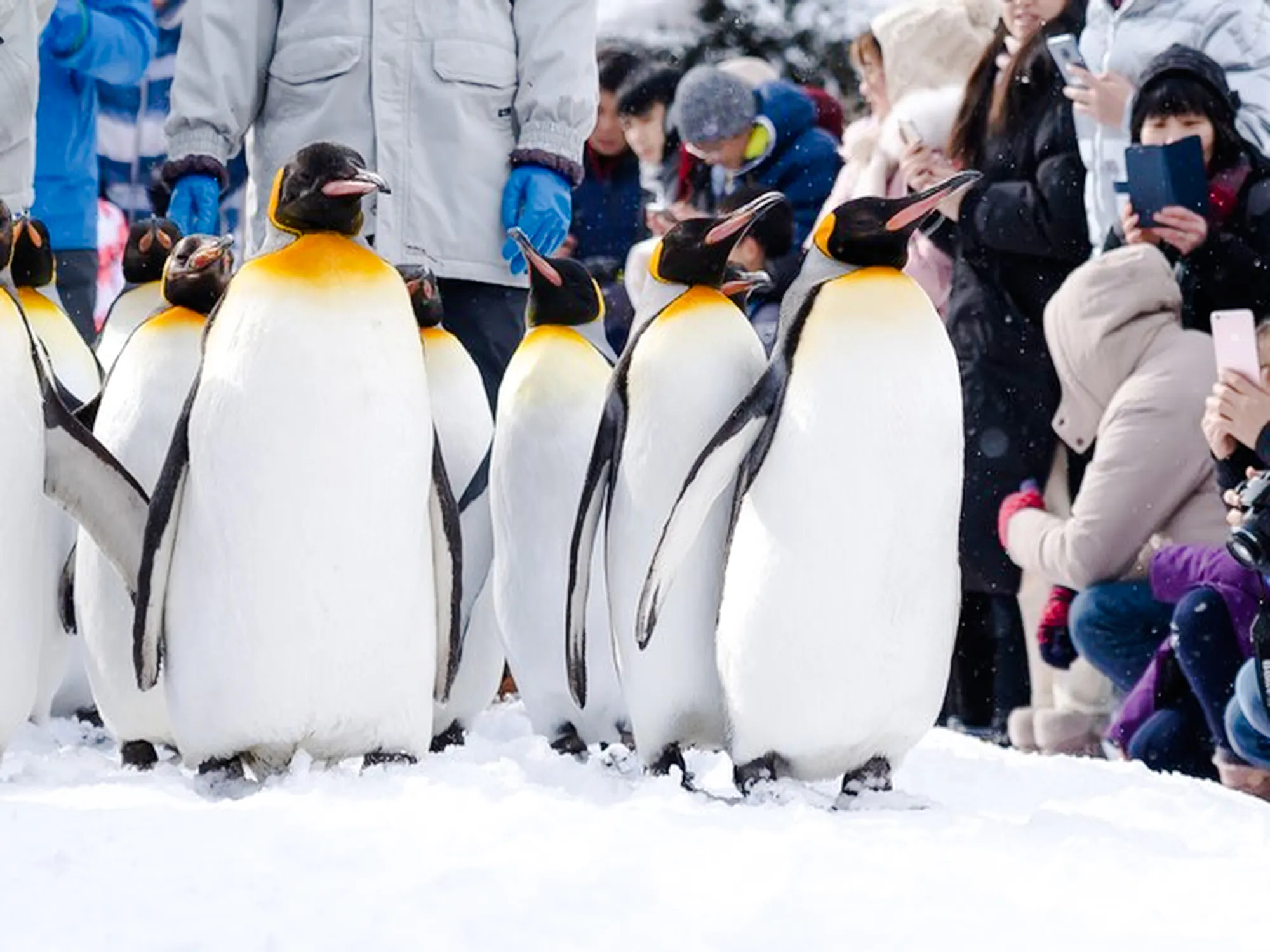 Penguins walking in snow at Asahiyama Zoo, Hokkaido, with visitors observing.