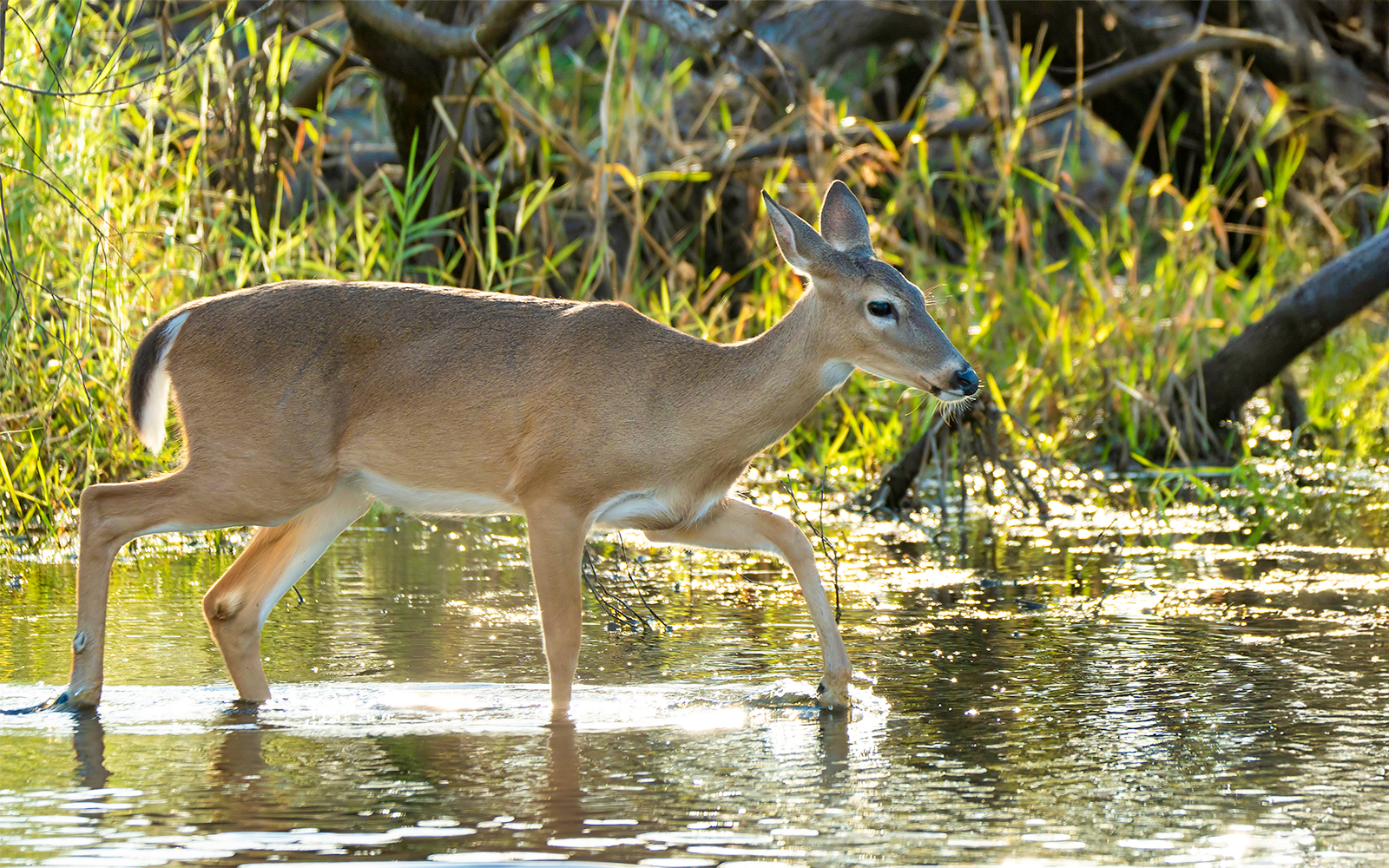 White-tailed deer wading through water in Everglades National Park.