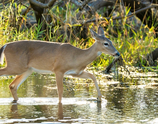 White-tailed deer wading through water in Everglades National Park.