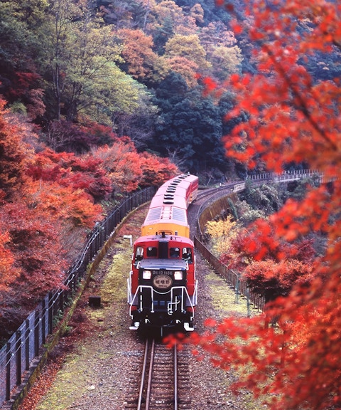 Sagano Romantic Train passing through vibrant autumn foliage in Kyoto, Japan.